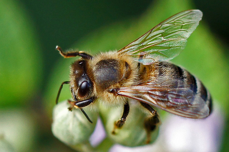 Pszczoły – owady warte ochrony!